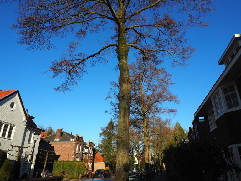 Straat met kleinbladige linde Tongelre, Eindhoven