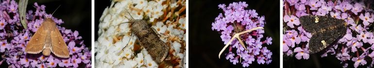 Wat nachtvlinders op vlinderstruik, v.l.n.r.: witstipgrasuil, geoogde worteluil, windevedermot en perzikkruiduil