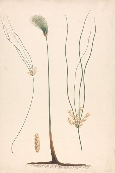 Cyperus papyrus