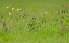 Boeren In Beweging