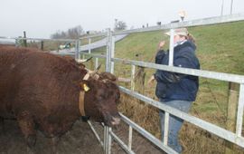 Eenmalig gebruik. Rode Geus met een GPS kraag