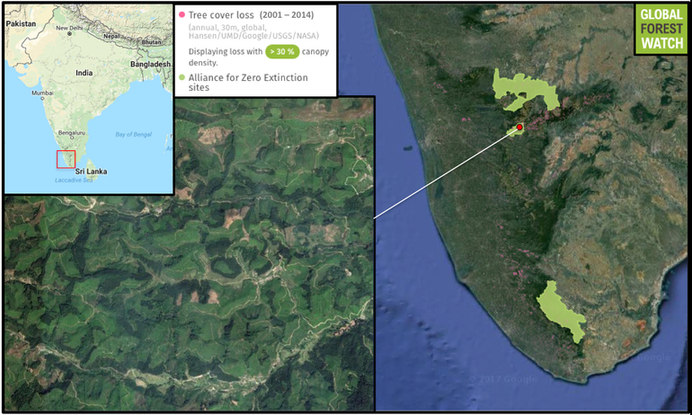 Data from the University of Maryland visualized on Global Forest Watch show the southern Western Ghats, where the new frogs were found, lost around 1.5 percent of its tree cover between 2001 and 2014. The region is home to many previously known endemic amphibian species that are found nowhere else in the world. The NGO Alliance for Zero Extinction shows the ranges of four that are endangered.