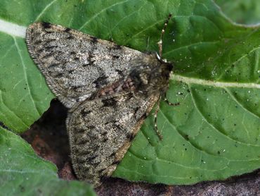 De perentak is vooral te vinden in de buurt van bomen en struiken