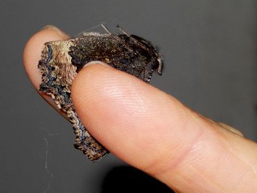 Om een vlinder te verplaatsen kun je de vleugels tussen wijs- en middelvinger houden