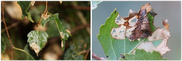 De koker en de sporen van de grote bladkokermot