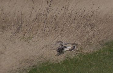 Ruigpootbuizerd duikt op prooi in braakstrook.