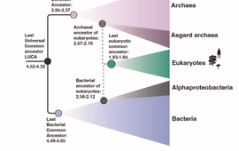 Figure 1: A schematic tree of life with the primary domains, the Archaea and Bacteria shown in purple and blue, respectively and the secondary domain, Eukaryotes in green. The figure highlights key nodes in the tree of life that have been calibrated against absolute time scales of Earth history. Estimates are given in Ga referring to billions of year (or giga annum).