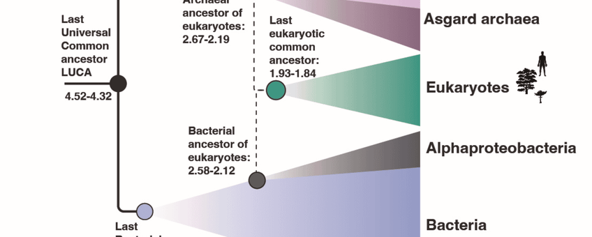 Figure 1: A schematic tree of life with the primary domains, the Archaea and Bacteria shown in purple and blue, respectively and the secondary domain, Eukaryotes in green. The figure highlights key nodes in the tree of life that have been calibrated against absolute time scales of Earth history. Estimates are given in Ga referring to billions of year (or giga annum).