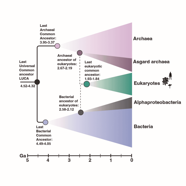 Een schematische weergave van de geschiedenis van het leven. De archaea en de bacteriën zijn paars, de eukaryoten groen. Van de uitgelichte knooppunten is de geschatte ouderdom weergeven in Ga (giga-annum, miljard jaar geleden), wat is gekalibreerd opzichte van de absolute ouderdom van de aarde