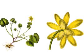 Deutschlands Flora in Abbildungen (1796) - biolib.de Basiscursus planten