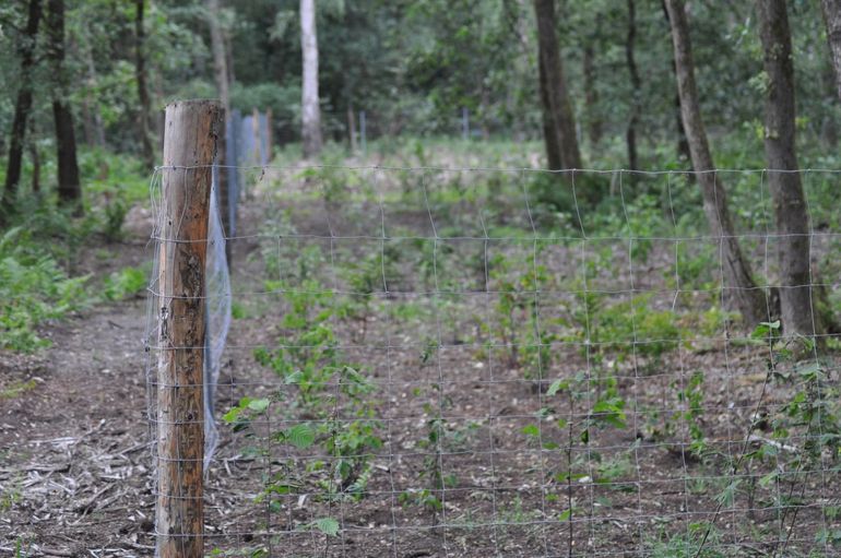 Gemengde jonge aanplant binnen wildwerend raster