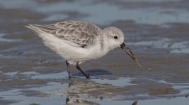 Sanderling on a mudflat caught a shrimp