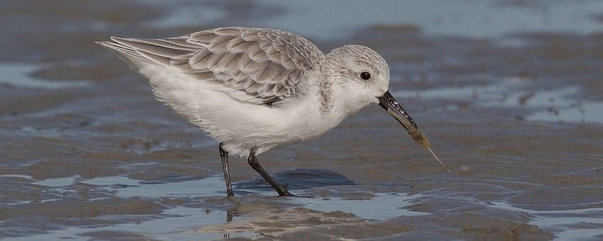 Sanderling on a mudflat caught a shrimp