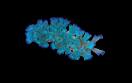 L. Burgués Palau E crispata blue