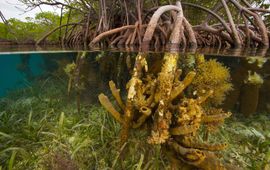 © naturepl.com Tim Laman WWF Mangrove