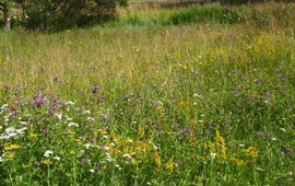 Kars Veling bloemrijk grasland