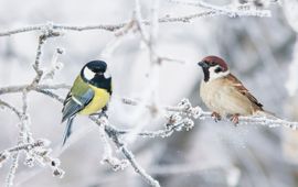 Shutterstock Koolmees en ringmus