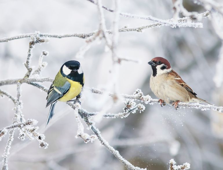 Toch lopen vogels kans te veel warmte te verliezen via de poten en de nacht niet te overleven