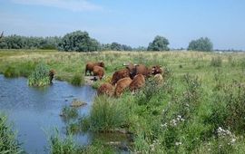 Schotse Hooglanders in natuurgebied Kuipersveer aan de Oude Maas