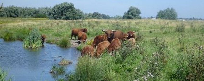 Schotse Hooglanders in natuurgebied Kuipersveer aan de Oude Maas