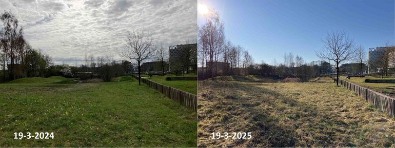 Vorig jaar bloeiden op 19 maart de sleutelbloemen al volop in de Lumentuin op de campus van Wageningen University & Research