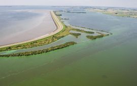 Blauwalgen in het Zoommeer (rechtsonder) gescheiden van de Oosterschelde (linksboven) door de Oesterdam
Bronvermelding: https://beeldbank.rws.nl, Rijkswaterstaat / Leo Adriaanse
Directe link: https://beeldbank.rws.nl/MediaObject/Details/323810