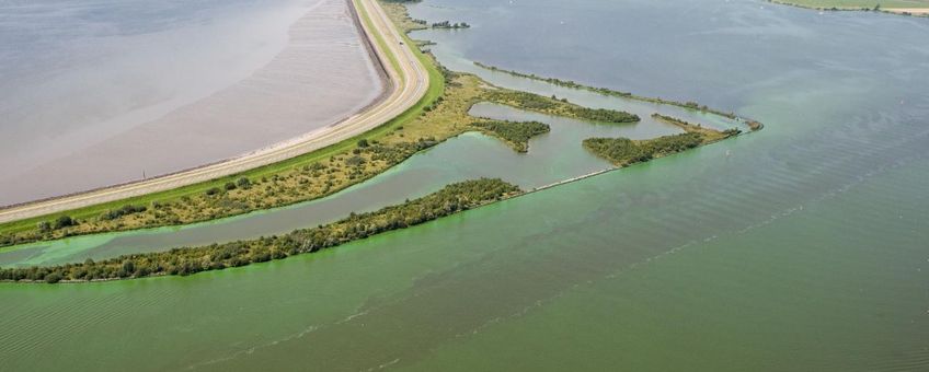 Blauwalgen in het Zoommeer (rechtsonder) gescheiden van de Oosterschelde (linksboven) door de Oesterdam
Bronvermelding: https://beeldbank.rws.nl, Rijkswaterstaat / Leo Adriaanse
Directe link: https://beeldbank.rws.nl/MediaObject/Details/323810