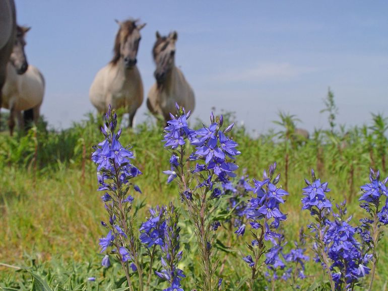 Jaarrondbegrazing geeft een grotere rijkdom aan plantensoorten en kruidenbedekking vergeleken met seizoensbegrazing
