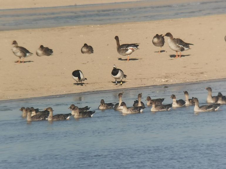 De geringde brandgans en zijn partner langs de oevers van de Gele Rivier