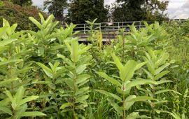 Natuur en Ruimte invasieve exoten Groeiplaats zijdeplant