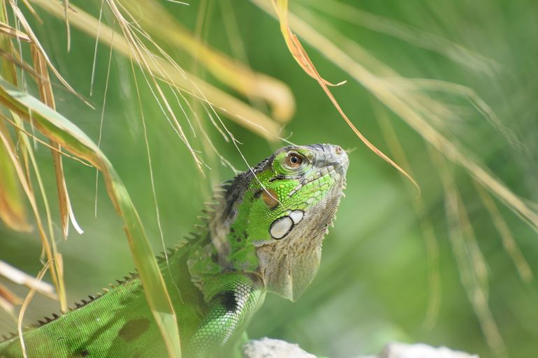 Groene leguaan, gefotografeerd op St. Maarten