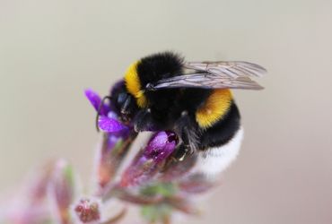 De aardhommel werd vorig jaar tijdens de Bijentelling 12.743 keer geteld, en stond daarmee op nummer drie van meest getelde bijensoorten, na de honingbij en rosse metselbij