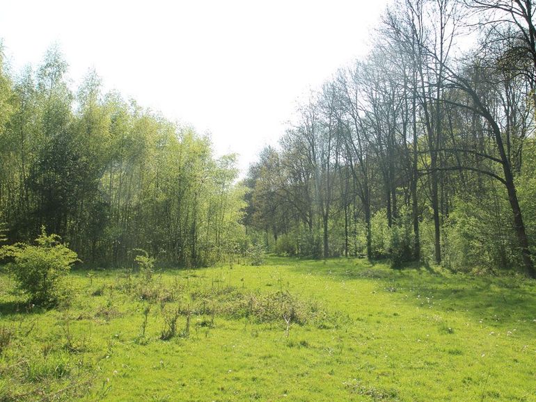 In de dalvlakte is op de voormalige akker links op de foto massaal bos van ruwe berk, boswilg en grauwe els opgekomen. Zo massaal, dat er voor de aanwezige runderen geen beginnen aan was. Tussen de bomenrij rechts ligt een strook waar gras domineert. Ook op de voorgrond is een grasstrook met wat bramen en jonge meidoorns te zien. Meerssenerbroek, april 2011