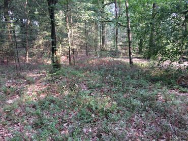 Droogte in de bossen op de Veluwe