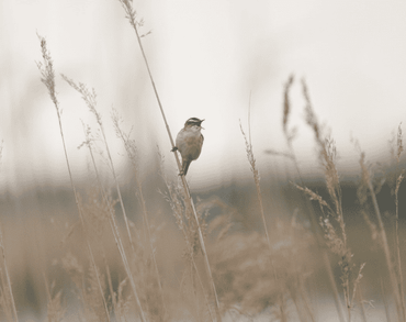 Rietzanger (Acrocephalus schoenobaen)