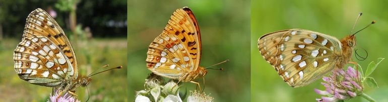 Van links naar rechts: duinparelmoervlinder, bosrandparelmoervlinder en grote parelmoervlinder