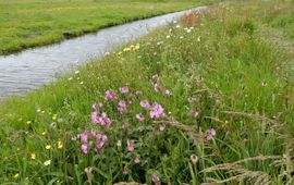 Kars Veling bloemrijke plek in boerenland primair