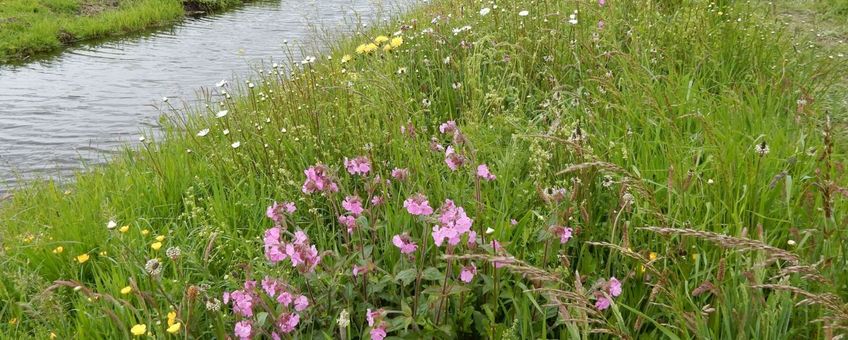 bloemrijke plek in boerenland primair