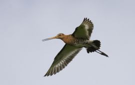 Grutto. Limosa limosa