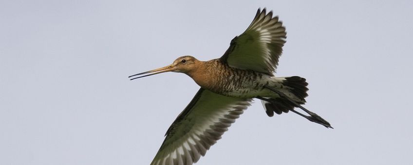 Grutto. Limosa limosa