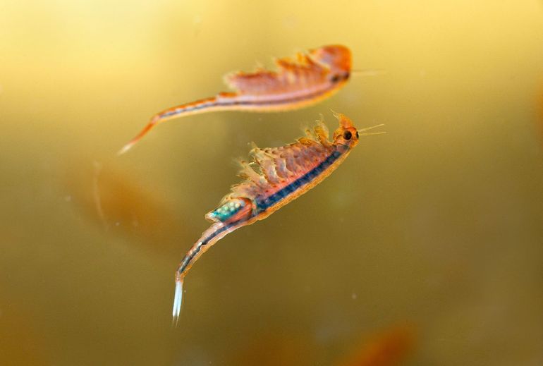 Vrouwtje van het oranje-blauw zwemmend geraamte met een zichtbare eizak. In de achtergrond een mannetje