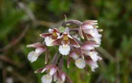 Moeraswespenorchis