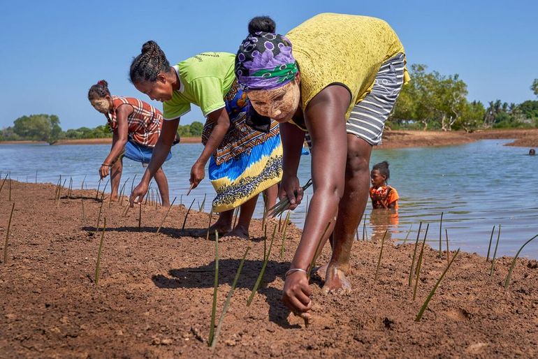 Vrouwen planten mangrovebomen, Madagaskar