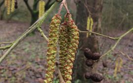 Els Alnus subcordata bloei Iran Kaukasus  Foto op 23 december 2017