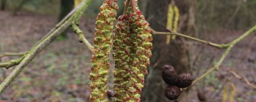 Els Alnus subcordata bloei Iran Kaukasus  Foto op 23 december 2017