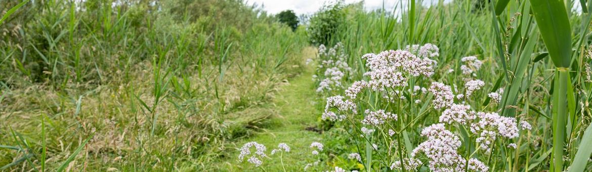 De wilgengriend biedt dieren een veilige plek