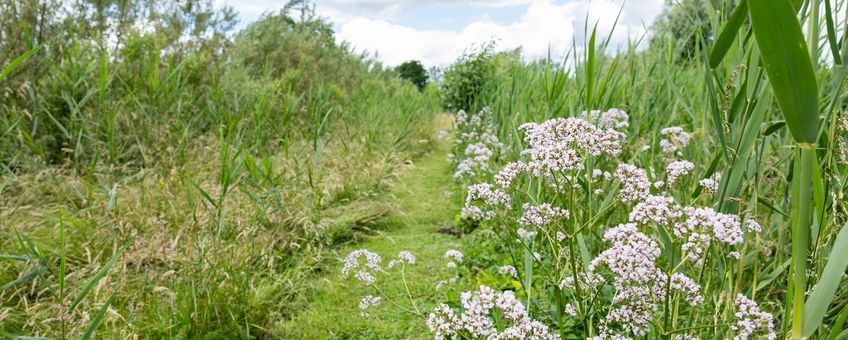 De wilgengriend biedt dieren een veilige plek