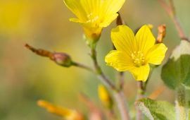 Bob Luijks Natuurportret Moerashertshooi
VOOR EENMALIG GEBRUIK