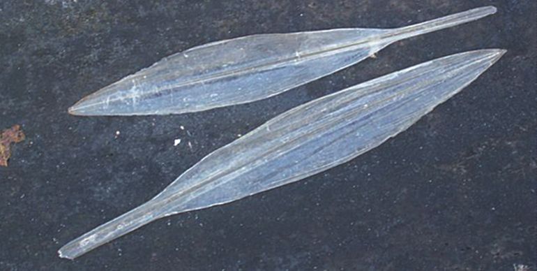 Gladius van een Pijlinktvis aangetroffen op Schiermonnikoog. Deze zit bij het levende dier inwendig aan de rugzijde. 