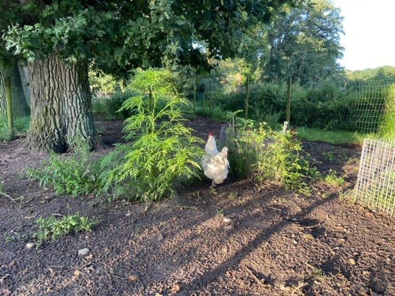 “Tot mijn verbazing zie ik in de kippenren de Alsemambrosia staan. Ik heb melding gemaakt bij Waarneming.nl. Hoe de plant daar gekomen is? Ik vermoed dat het vogelzaad (of kippenvoer…?) is geweest. Hoe dan ook, d’r uit met dat ding”